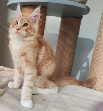 Maine coon wunderbare Kitten