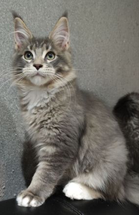 Maine coon wunderbare Kitten