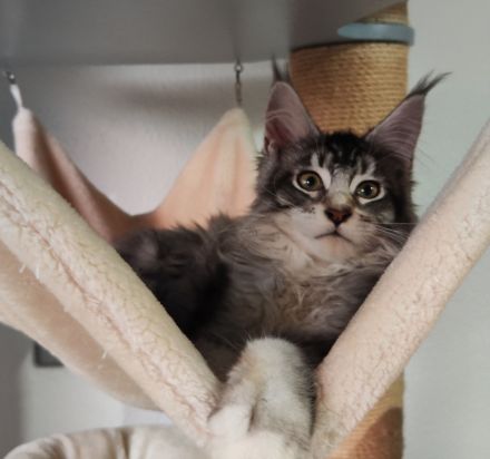 Maine coon wunderbare Kitten