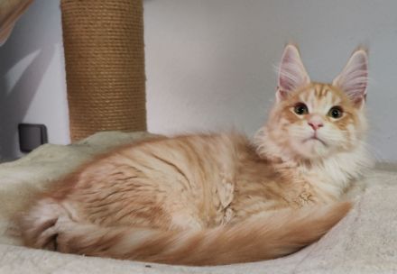 Maine coon wunderbare Kitten