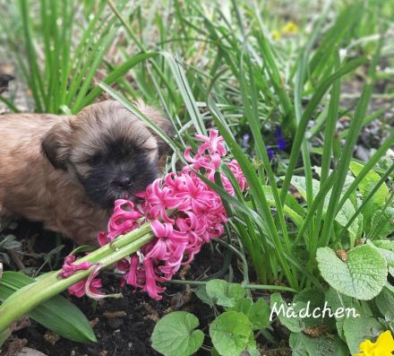 Shih Tzu Welpen Tricolor reinrassig mit Ahnenpass