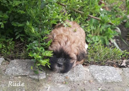Shih Tzu Welpen Tricolor reinrassig mit Ahnenpass