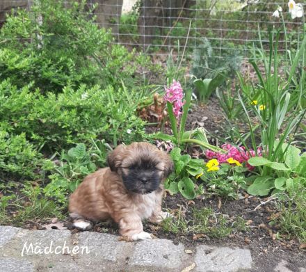 Shih Tzu Welpen Tricolor reinrassig mit Ahnenpass