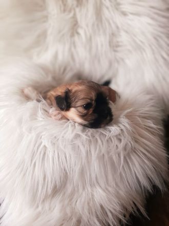 Shih Tzu Welpen Tricolor reinrassig mit Ahnenpass