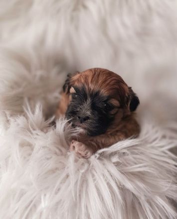 Shih Tzu Welpen Tricolor reinrassig mit Ahnenpass