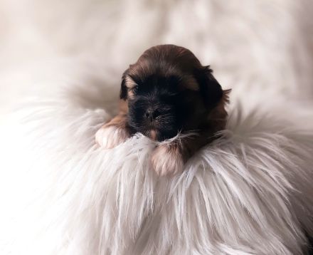 Shih Tzu Welpen Tricolor reinrassig mit Ahnenpass