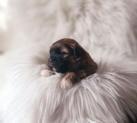 Shih Tzu Welpen Tricolor reinrassig mit Ahnenpass