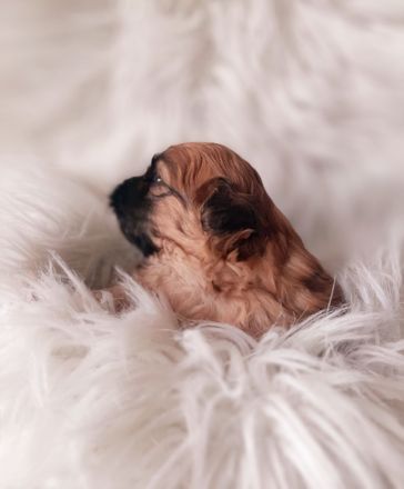 Shih Tzu Welpen Tricolor reinrassig mit Ahnenpass