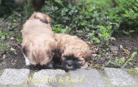 Shih Tzu Welpen Tricolor reinrassig mit Ahnenpass