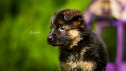 Deutsche Schäferhundwelpen