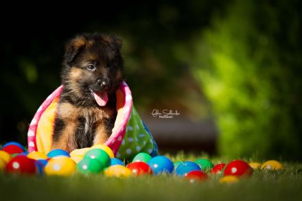 Deutsche Schäferhundwelpen