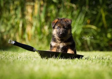 Deutsche Schäferhundwelpen