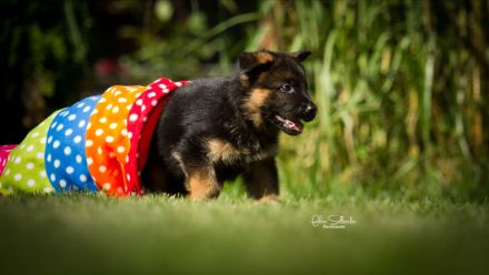 Deutsche Schäferhundwelpen