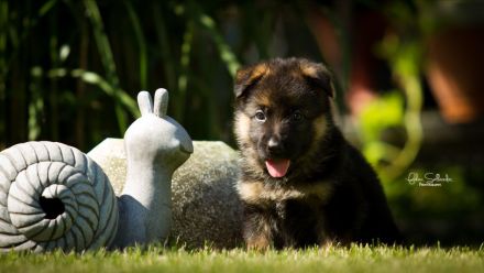 Deutsche Schäferhundwelpen