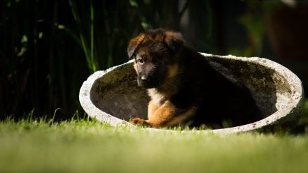 Deutsche Schäferhundwelpen