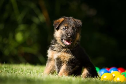 Deutsche Schäferhundwelpen