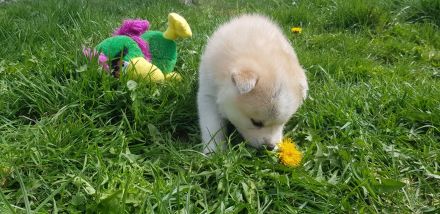 Akita Husky Welpen im Allgäu