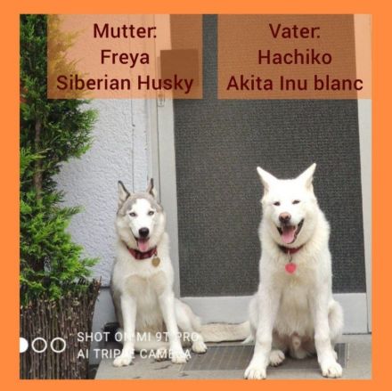 Akita Husky Welpen im Allgäu