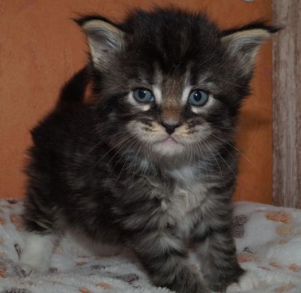 Maine Coon kitten mit Stammbaum