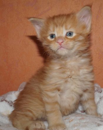 Maine Coon kitten mit Stammbaum