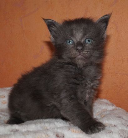 Maine Coon kitten mit Stammbaum