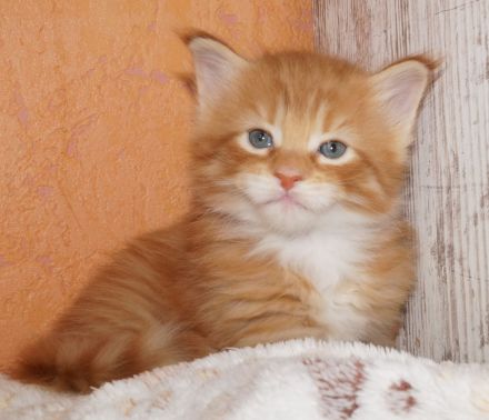 Maine Coon kitten mit Stammbaum