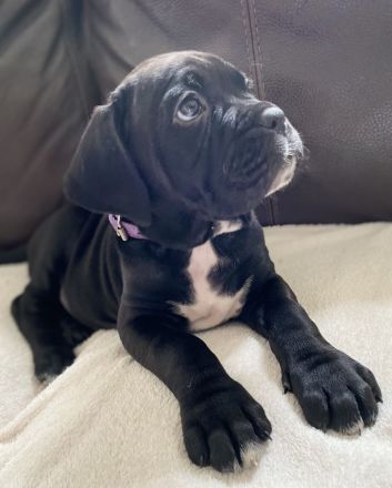 Cane Corso Welpen suchen liebevolles Zuhause