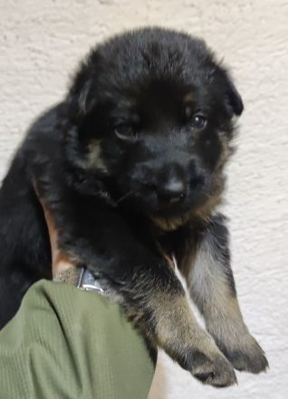 Schäferhundwelpe Hündin zu verkaufen