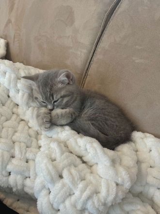 Britisch Kurzhaar Kitten