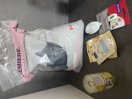 Britisch Kurzhaar Kitten