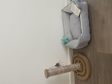 Britisch Kurzhaar Kitten