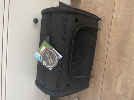 Britisch Kurzhaar Kitten