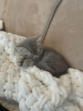 Britisch Kurzhaar Kitten