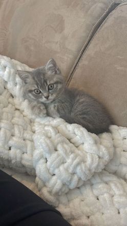 Britisch Kurzhaar Kitten