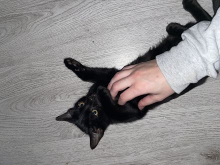 Verkuschelte Süße Siam Kitten schwarz und weiß