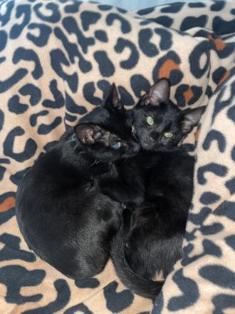 Verkuschelte Süße Siam Kitten schwarz und weiß