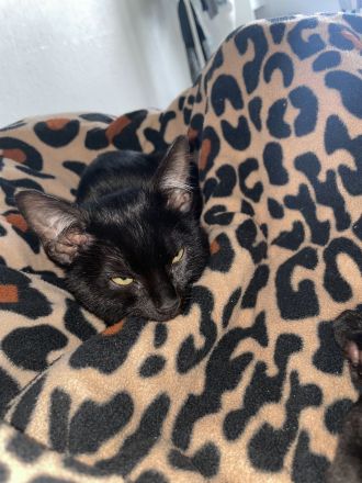 Verkuschelte Süße Siam Kitten schwarz und weiß