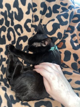 Verkuschelte Süße Siam Kitten schwarz und weiß