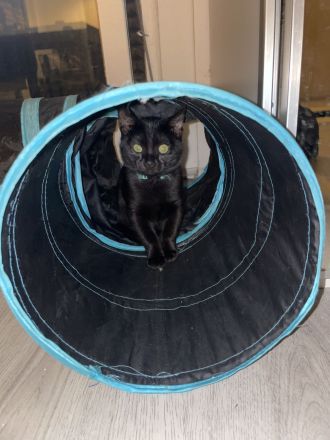 Verkuschelte Süße Siam Kitten schwarz und weiß