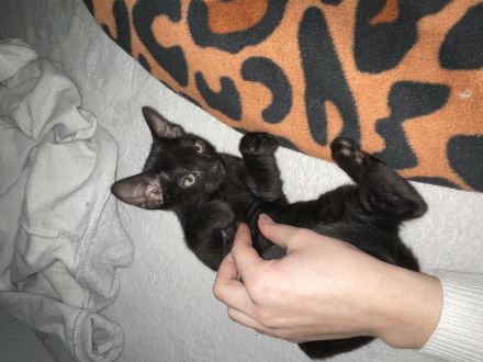 Verkuschelte Süße Siam Kitten schwarz und weiß