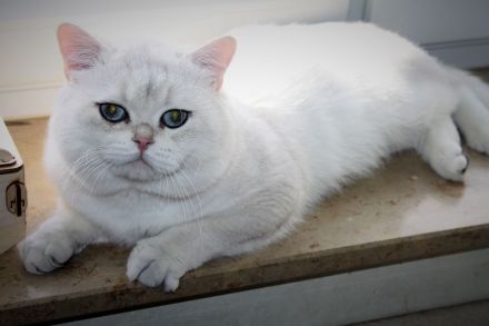 Britenbärchen in golden Point zu vergeben...