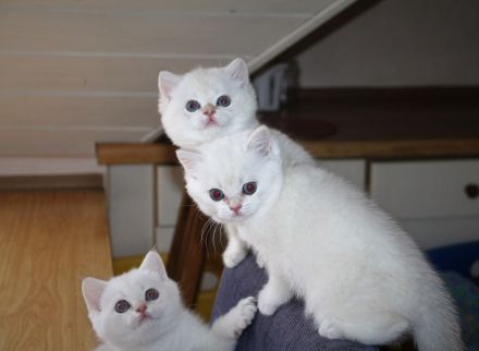 Britenbärchen in golden Point zu vergeben...