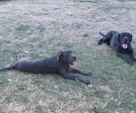 Cane Corso Welpen abzugeben