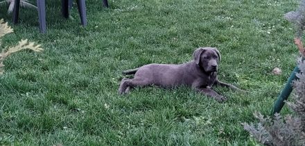 Cane Corso Welpen abzugeben