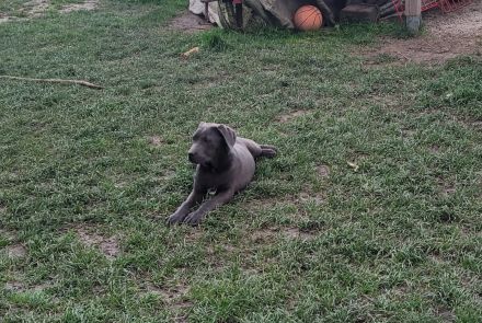 Cane Corso Welpen abzugeben