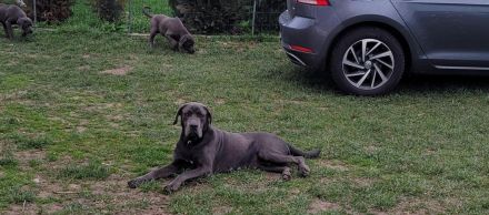 Cane Corso Welpen abzugeben