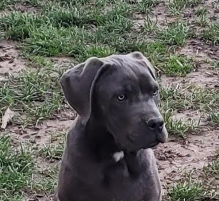 Cane Corso Welpen abzugeben