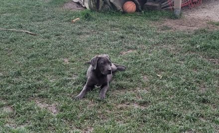 Cane Corso Welpen abzugeben