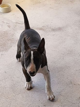 Miniatur Bullterrier, reinrassig mit Ahnentafel