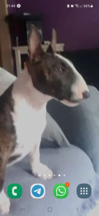 Miniatur Bullterrier, reinrassig mit Ahnentafel